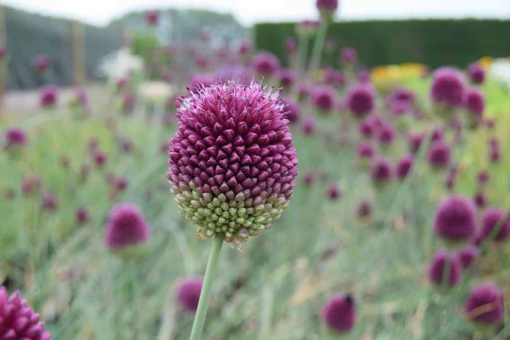 Allium sphaerocephalon ---